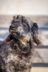 Portrait of a wired haired dachshund outside, adorable brown dog
