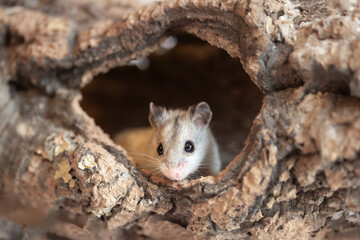 The Chinese striped hamster (Cricetulus barabensis) - pet dwarf hamster
