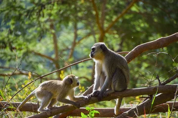 Gardinen Affe A pair of vervet monkeys (Latin: Chlorocebus pygerythrus) in a nature reserve in Africa  © VV Shots