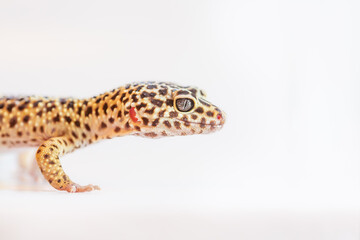 Yellow leopard gecko studio shot on white