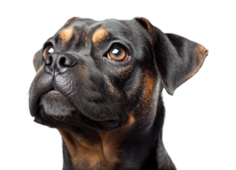 Curious dog portrait animal isolated on transparent background - Generative AI