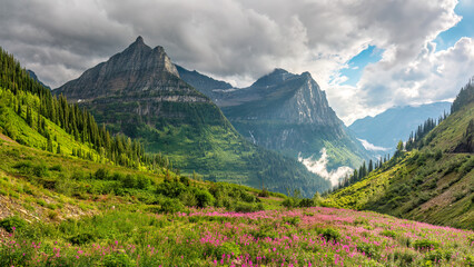 Wild flowers on the Going to the Sun Road in Glacier National Park - Paradise Meadow Overlook	