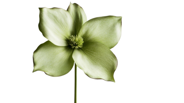 Green flower blooming on transparent background, ideal for spring projects