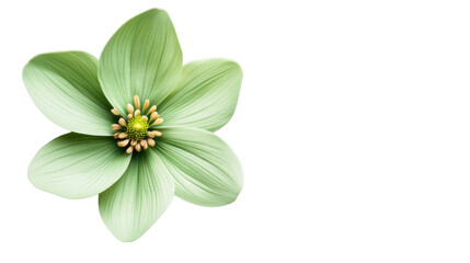 Obraz premium Light green hellebore flower blooming with transparent background