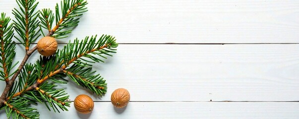 Spruce branches against a white wooden wall with scattered walnuts, branches, white