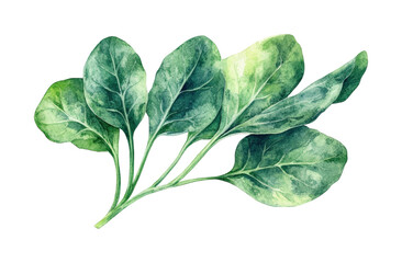 Fresh spinach leaves nature watercolor isolated on transparent background - Generative AI