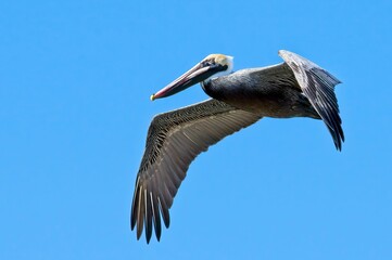 Obraz premium Pelican soaring against a clear blue sky during midday near the 