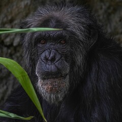 Chimpanzee Close-Up Portrait