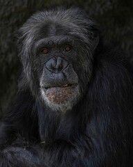 Chimpanzee close-up portrait