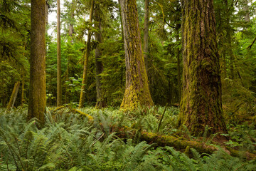 MacMillan Provincial Park is a provincial park on Vancouver Island in British Columbia, Canada. The park is home to a famous, 157 hectare stand of ancient Douglas-fir, known as Cathedral Grove.