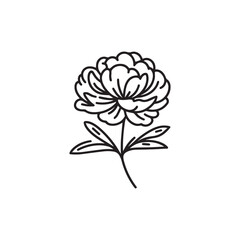 Vector illustration of a peony on a white background.