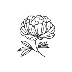 Vector illustration of a peony on a white background. © Riva
