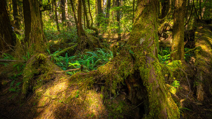 Moss and fern in rain forest. Pacific Rim National Park in Vancouver Island near Tofino. British Columbia. Canada.