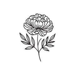 Vector illustration of a peony on a white background.