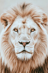 Detailed Portrait of a Male Lion