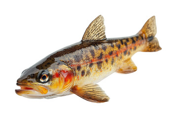 Obraz premium Trout fishing adventure in river wildlife isolated on transparent background - Generative AI