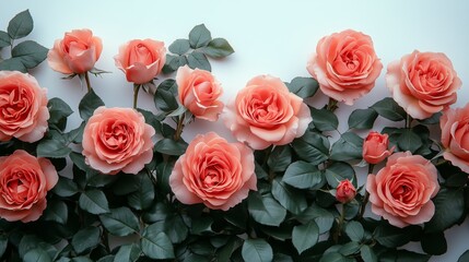 Obraz premium Beautiful coral roses arranged elegantly against a light background in a floral display