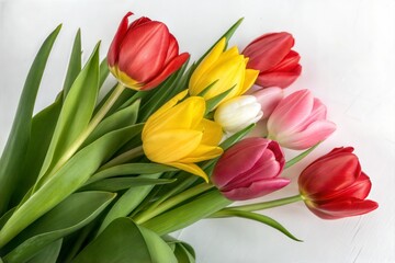 Tulips on white background