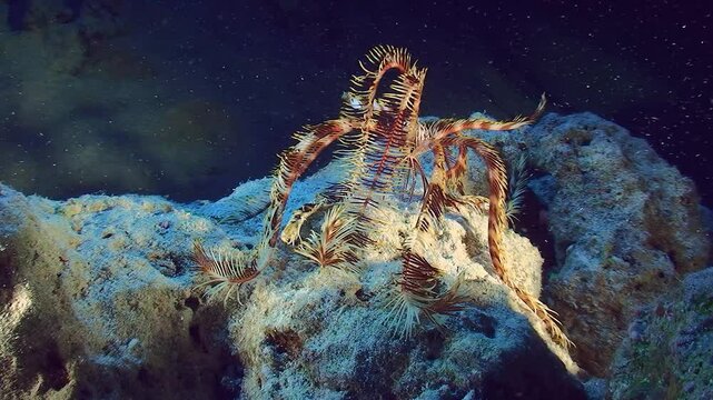 The sea lily Sawtoothed Feather star (Oligometra serripinna) moves along the seabed using its rays.