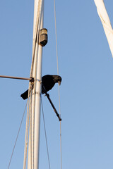 crow on a fishing boat tower 