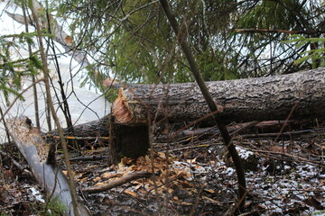 aspen tree felled by beavers near a small river in spring