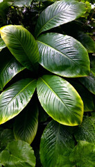 Fototapeta premium Rainforest Leaves: A close-up view of overlapping tropical leaves, showcasing their intricate veins and glossy surfaces, with droplets of water catching the light after a fresh rain.