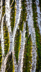 Fototapeta premium Tree Bark Patterns: A detailed texture of a tree trunk's bark, emphasizing the unique grooves, cracks, and moss growths that create a natural, abstract pattern.