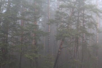 fog in the pine forest