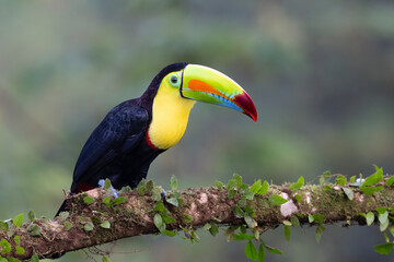 Obraz premium Ramphastos sulfuratus, The keel-billed toucan, known as sulfur-breasted toucan