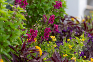 A view of angelonia flowers among other flowers in a landscape planter.