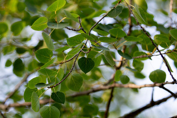 A view of the leaves of the aspen tree.