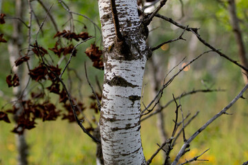A view of aspen tree trunks in the forest.