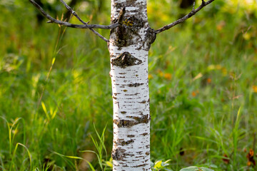 A view of aspen tree trunks in the forest.