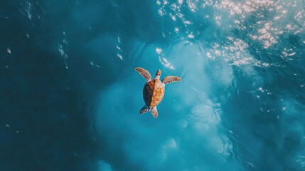 Ocean turtle swims, top view, turquoise water, sunlight