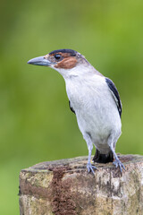 The black-crowned tityra, Tityra inquisitor, female