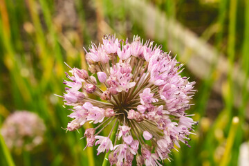 A closeup view of flowers from an allium plant.