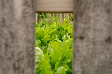 A view looking through a picket fence at a leafy green garden.