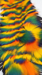 Obraz premium Tropical Bird Feather Dress: A dress that cascades with colorful bird feathersbright oranges, blues, and greensmimicking the exotic beauty of a tropical bird in flight, with subtle feather detailing a