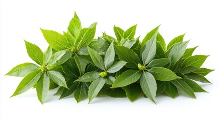 Obraz premium Fresh green leaves studio shot, white background, nature