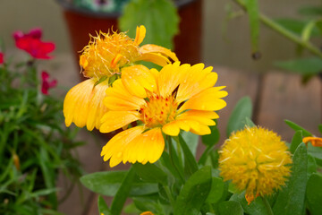 A view of a blanket flower.