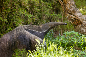 Giant anteater (Myrmecophaga tridactyla), searching for food in the lush vegetation