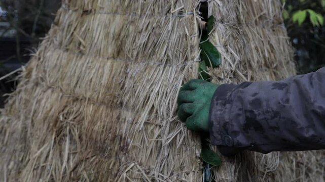 The process of winterizing rhododendron plants in the garden with decorative hay caps