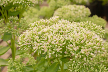 A view of a cluster of stonecrop flowers.