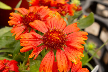 A view of some red blanket flowers.