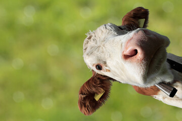 Lustiges Weitwinkel-Foto von einem jungen Simmentaler Kalb gegen einen grünen Hintergrund