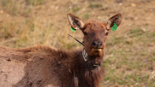 An elk with a tracking collar grazes on grass in the Rocky Mountain National Park, Colorado.