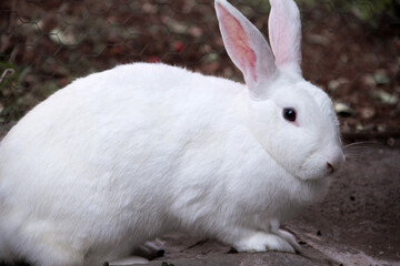 Um coelho branco e fofo, com olhos pretos atentos, no chão de concreto.