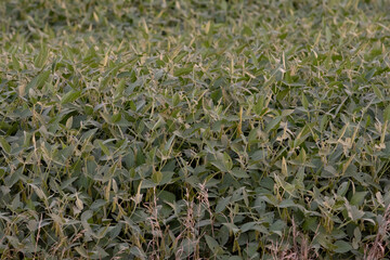 A view of a field of soybean plants, seen in the farmlands of Winnipeg, Canada.