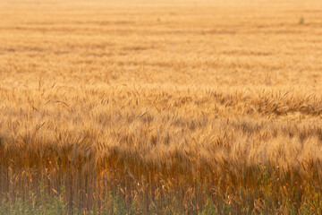 A view of a field of wheat plants, seen in Manitoba, Canada.