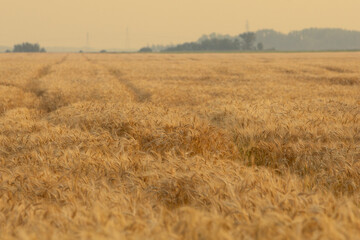 Fototapeta premium A view of a field of wheat plants, seen in Manitoba, Canada.